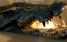 澳洲農民遭鱷魚襲擊 奮力反咬「這部位」死裏逃生