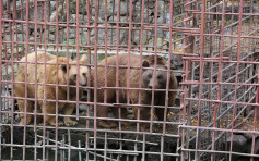 攀铁笼向食客乞食 两棕熊惨困餐厅「水监狱」10年终获救