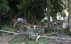 梧桐寨村危树树干击毙村代表 村民称警员事前建议围封危树 地政署指无即时危险