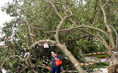 政府收近1.5萬宗塌樹報告 主要送堆填區處置