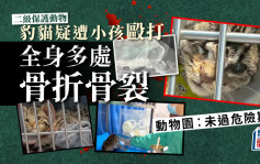 二級保護動物豹貓疑遭小孩毆打重傷 重慶動物園：尚未度過危險期