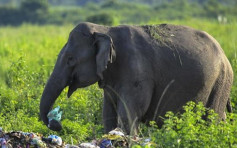 印度大象悲歌 垃圾堆中食胶袋维生 　