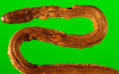 歐美25種蛇類感染致命真菌 恐嚴重影響生態平衡