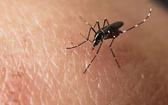8月白纹伊蚊指数回落至6.3% 惟启德北冠绝全港达警戒水平