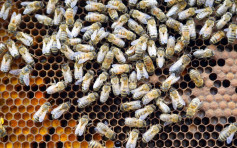 荷蘭科學家成功訓練蜜蜂 以嗅覺辨別新冠病毒