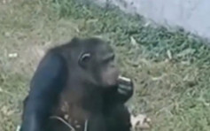 安徽动物园有黑猩猩「吸烟」  工作人员：是游客给的