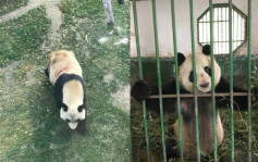 蘭州動物園不適合飼養　熊貓「蜀蘭」將被接回成都照顧