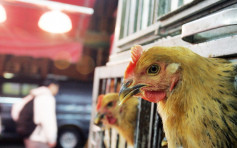 波兰部分地区爆H5N8禽流感 港暂停进口禽类产品