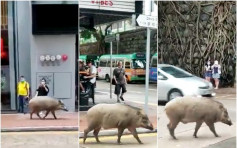 【有片】坚尼地城惊现超肥野猪 大摇大摆街道横行