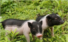 【非洲猪瘟】台北市惊现猪尸 已送检明有结果