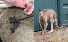 澳野生袋鼠慘變「肉靶」 遭箭射穿大腿頸部受重傷