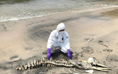大嶼山籮箕灣發現中華白海豚骸骨