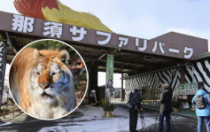 日本那須野生動物園3名飼養員被老虎咬傷 1人傷勢嚴重