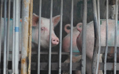 陝西首爆非洲豬瘟個案 疫情擴至21省市