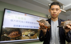 本港三種野生淡水龜最快3年內瀕臨絕跡 嶺大促政府打擊非法捕獵