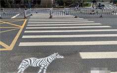 杭州斑马线真有「斑马」 交警:加强学童注意安全