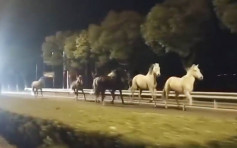 9馬集體逃出 上海公路變賽馬跑道