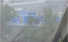 【山竹袭港】佐敦卫理道西贡有大树倒塌