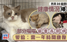 35只猫被弃西贡 部分有严重长期病患 爱协：需要数个月甚至一年康复