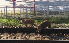 屯門兩野豬闖輕鐵路軌　一隻疑逃脫後再現身附近公園