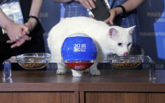 接班保罗？俄罗斯「神算聋猫」将预测世界杯赛果