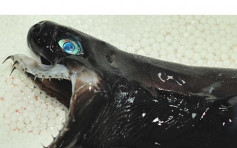 台东发现卡氏尖颔乌鲨 锋利尖牙下颚可伸出似异形