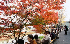【秋季旅行】天氣炎熱影響紅葉 日本多地賞楓期延遲半個月