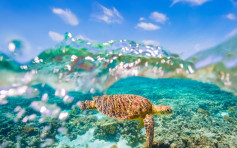 世界遗产近3成珊瑚消失 澳洲掷29亿拯救大堡礁