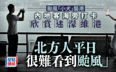 颱風小犬︱尖沙咀碼頭直撃：有市民堅持雨中跑步 遊客觀賞颱風下的維港