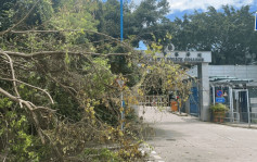 黄竹坑香港警察学院对开塌树 幸无人受伤