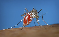 美國7州發現蚊子攜帶西尼羅病毒 可致癱瘓死亡