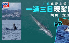 西貢鯨魚｜小鯨魚今日再現  一連三日露蹤影  網民：定居了