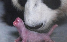 南韩喜迎首只大熊猫幼崽诞生