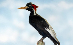 美国宣布23种生物绝种 包括世界第2大啄木鸟