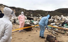 【非洲猪瘟】金门海边死猪验出带毒 台湾检视1万只猪