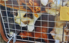 自由黨發「5.20愛動物宣言」 籲愛動物人士做負責任飼主