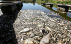 波兰河流爆生态灾难 大量鱼类暴毙原因不明