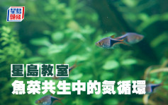 STEAM｜鱼菜共生中的氮循环｜星岛教室