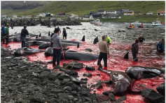 【12分鐘殺94頭】法羅群島傳統 鯨魚媽媽被剖腹胎兒棄屍大海