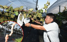 大棠果園700棵葡萄樹遭斬斷 園主痛失至少50萬元