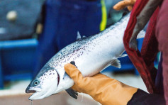 挪威養殖公司洩4000加侖氯氣入海灣 9.6萬條三文魚死亡