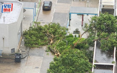 颱風蘇拉．大埔︱運頭塘邨大樹被吹塌  橫臥馬路