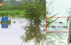 有片│广东茂名养殖场70多条鳄鱼「逃狱」 当局建议尽量不出门