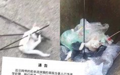 武汉大一生射杀流浪猫弃于垃圾桶 校方开除获网民支持