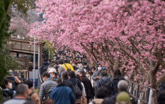 游日注意｜冲绳那霸一公园樱花绽放  较去年提早1周开花