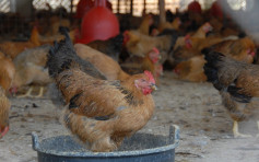 德國下薩克森州爆H5N1禽流感 港停止進口禽類產品