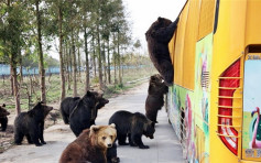 上海野生动物园饲养员被熊群袭击 遭分尸惨死