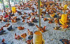 马来西亚明解除活鸡出口禁令 新加坡周四可上架