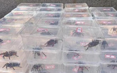 浙江警破非法出售濒危野生动物案 检获墨西哥红尾捕鸟蛛等