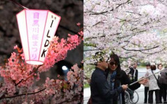 日本多個櫻花開花預測公布　東京3月22日為賞櫻佳期